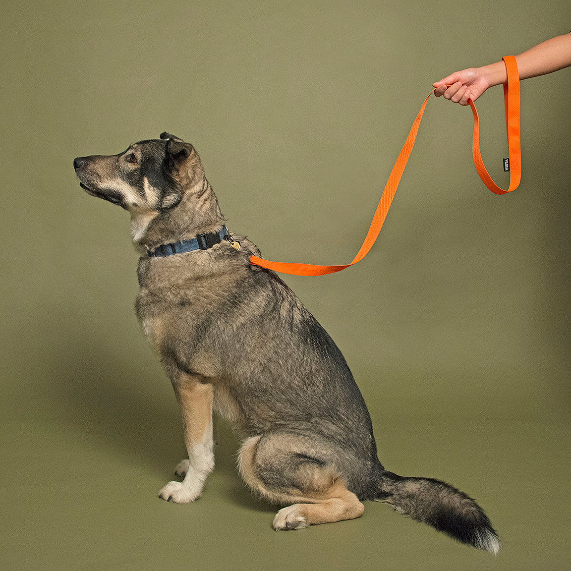 Nylon Leash