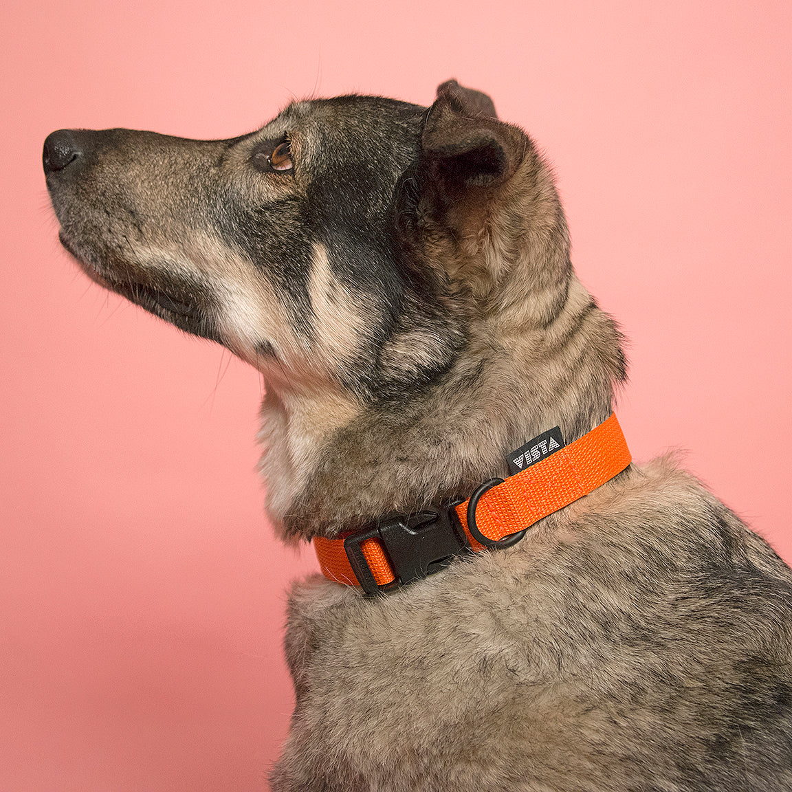 Nylon Collar
